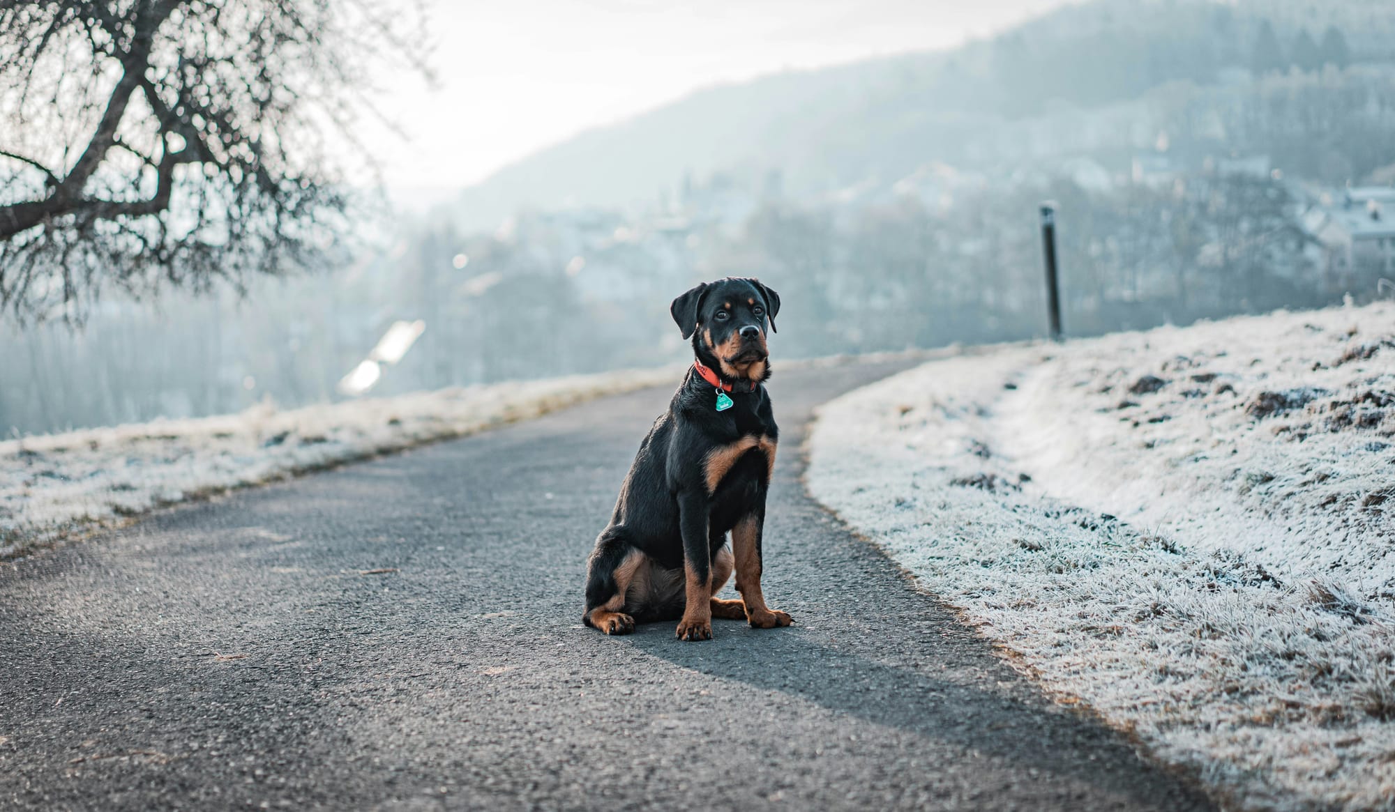 Rottie